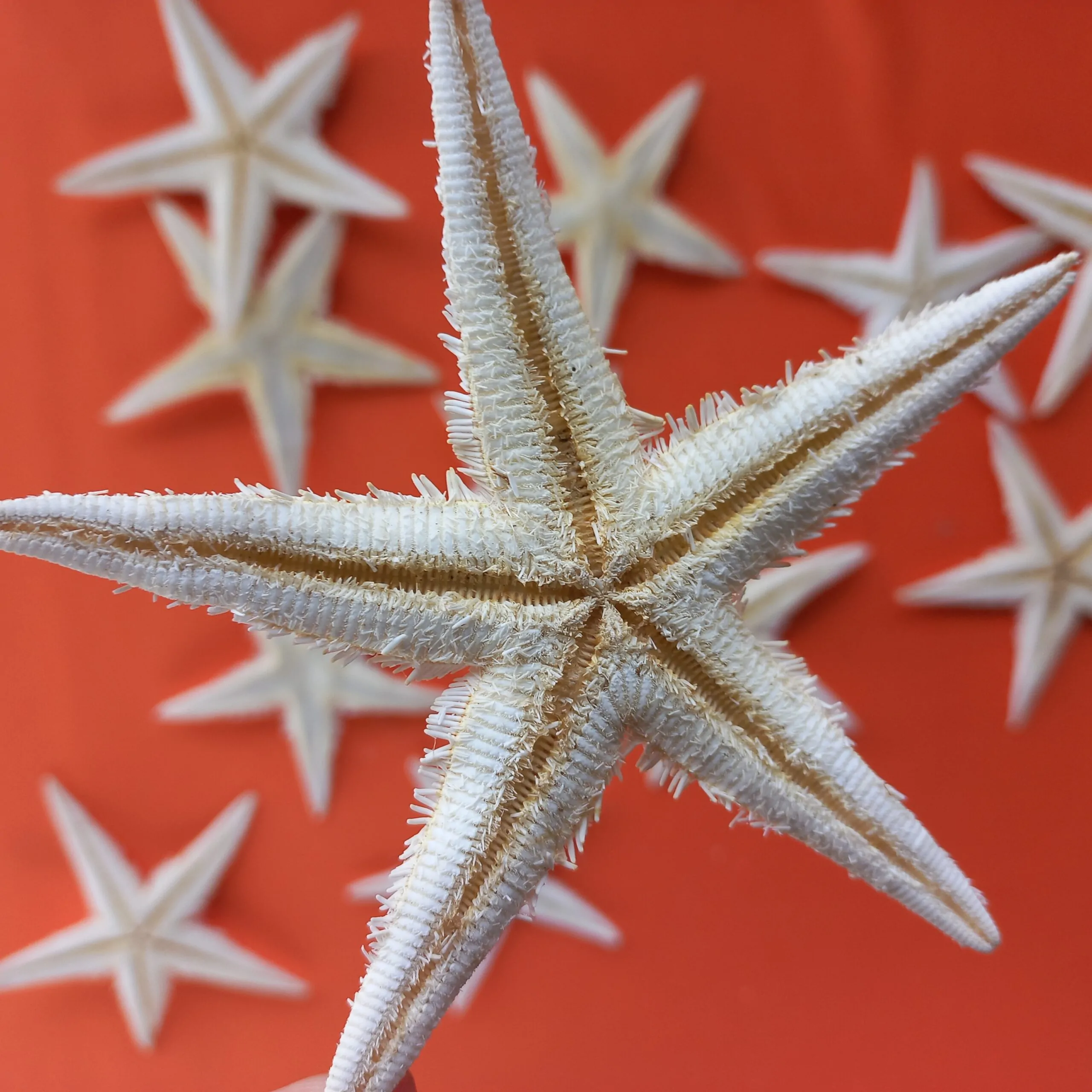 Estrela do Mar Estrela do Mar