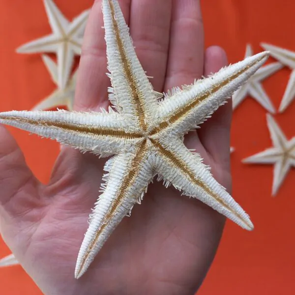 Estrela do Mar