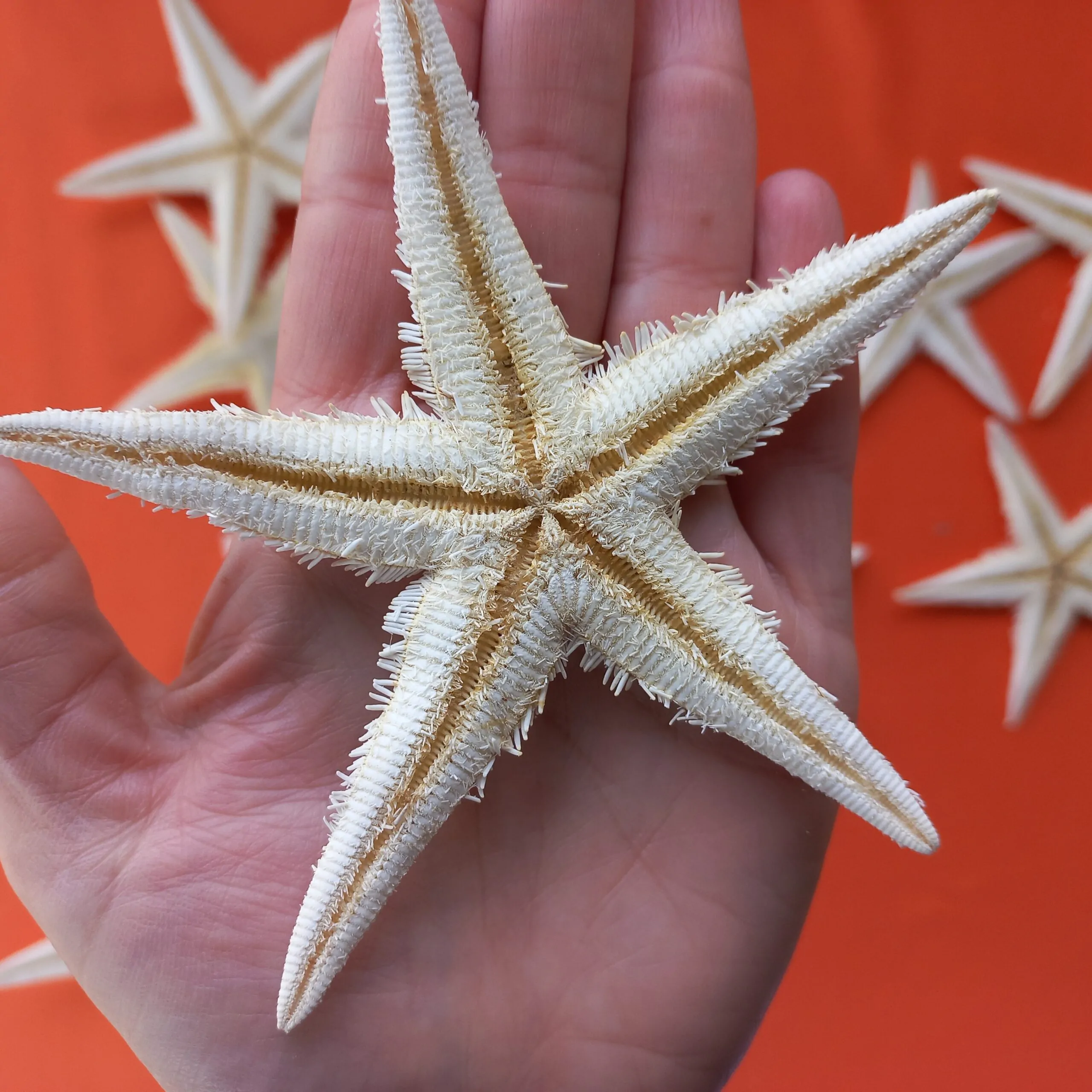 Estrela do Mar Estrela do Mar