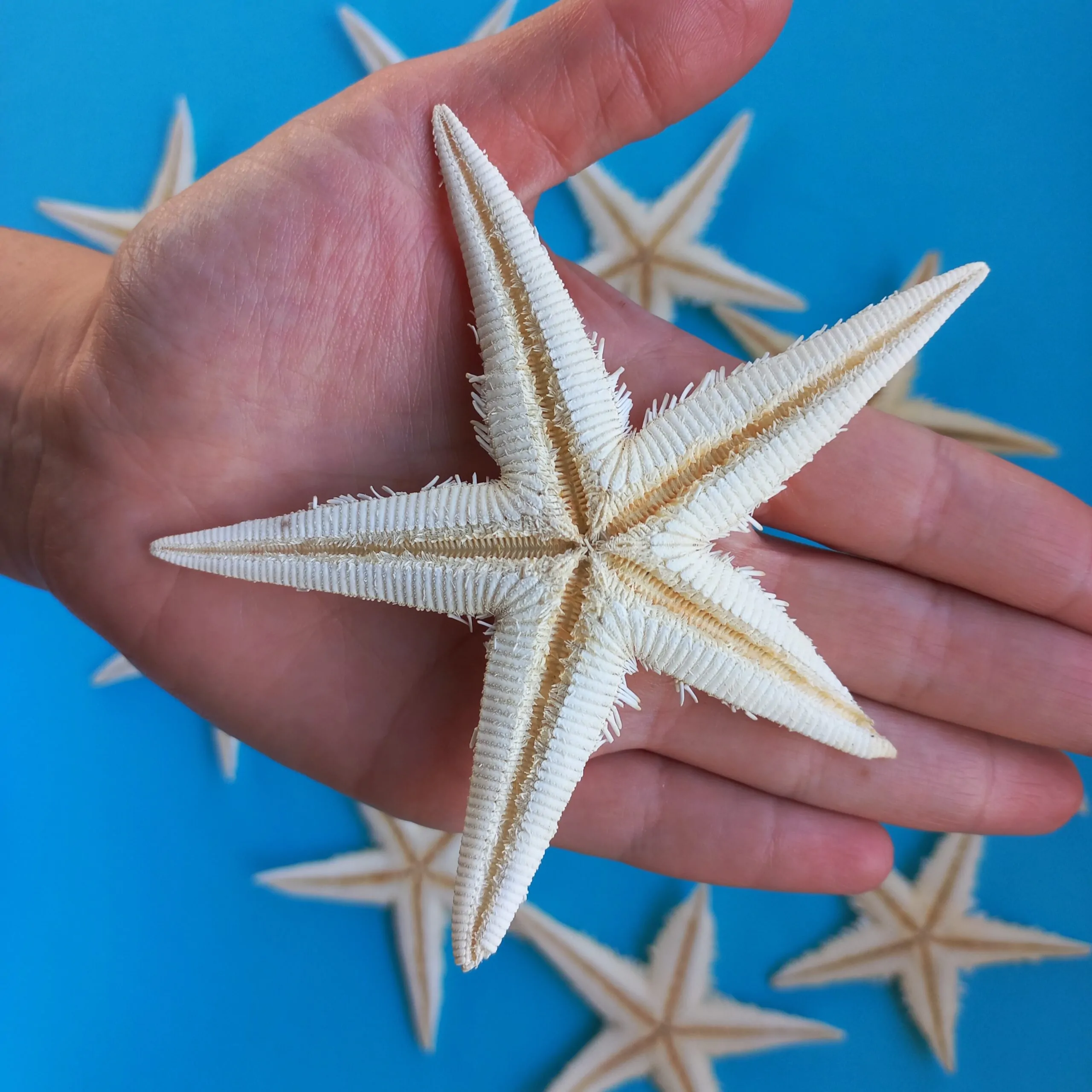 Estrela do Mar Estrela do Mar