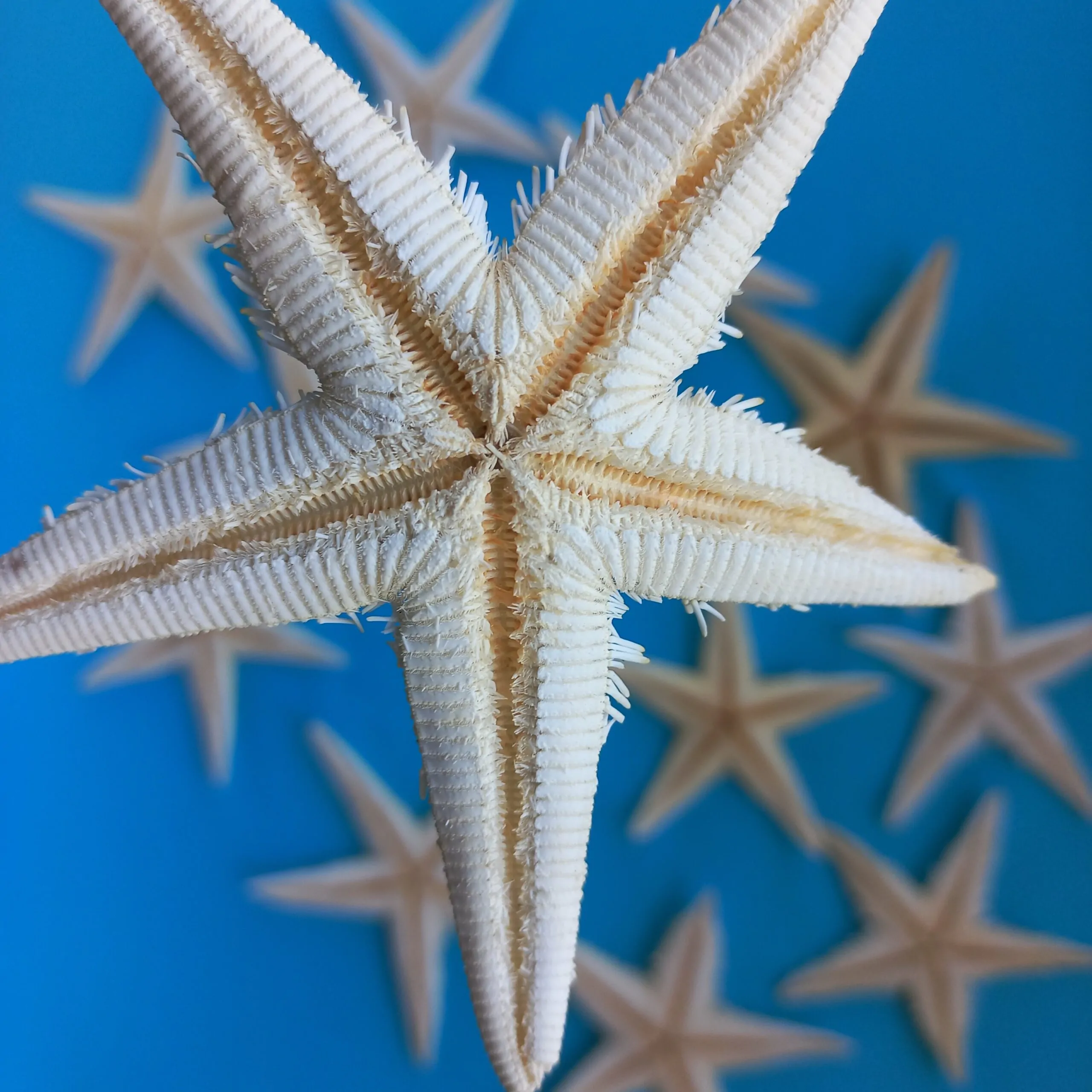 Estrela do Mar Estrela do Mar