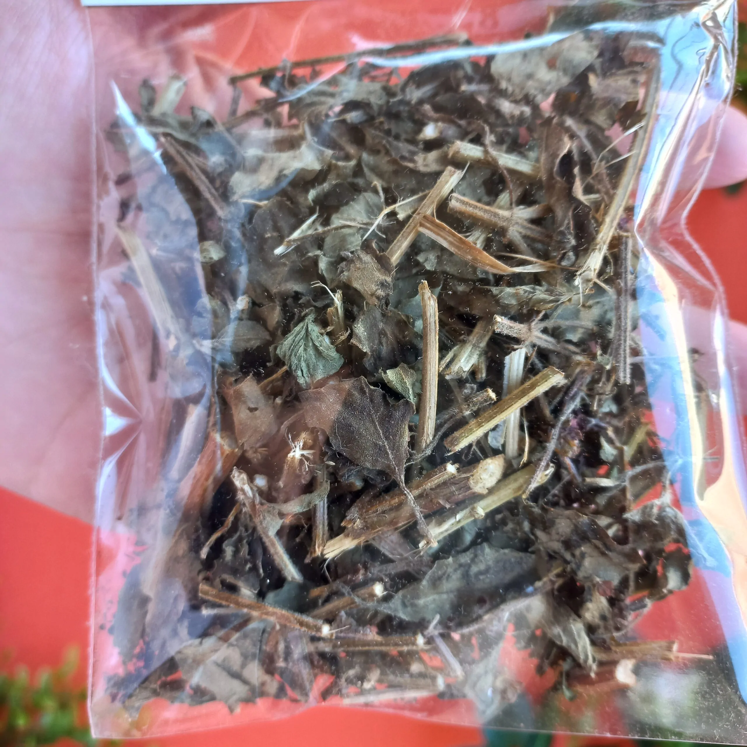 Manjericão Manjericão