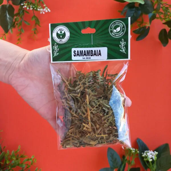 Samambaia